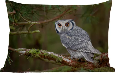 Produktbild von MuchoWow® Outdoor Kissen - Eule - Vogel - Äste - Natur - 60x40 cm - Wetterfest - Lounge Kissen - Zierkissen - Kissen für Innenräume