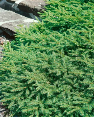 Produktbild von Picea abies 'Pumila', Zwergfichte, 30–40 cm