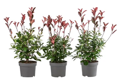 Produktbild von Dehner Purpur-Glanzmispel Red Robin, für 1 Meter Hecke, 40-60 cm, 3 x 5 l Topf, Heckenpflanze