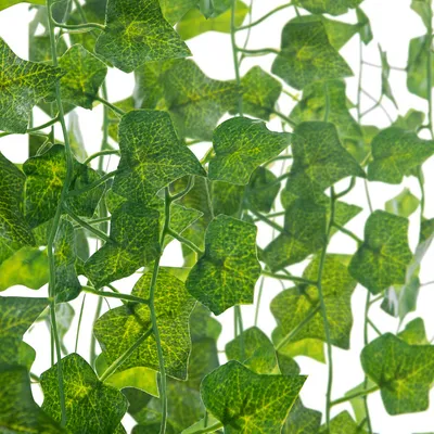 Image de Jopassy Lierre Artificiel 12 pièces 2.4m Plantes artificielles Guirlande de Lierre Artificiel Vignes Fausse Plante Suspendue pour Mariage Bureau Cuisine Jardin Fête