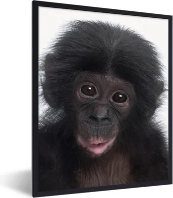 Produktbild von MuchoWow® Gerahmtes Poster Affe - Schimpanse - Porträt - Kinder - Jungen - Mädchen 60x80 cm - Poster mit Schwarzem Bilderrahmen Wandposter Rahmen Foto Bilder - Premium - Wanddeko Wohnzimmer