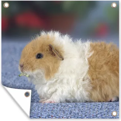 Produktbild von MuchoWow® 100x100 cm Outdoor-Poster Gartendeko Sichtschutz Garten Poster für den Garten  Texel-Meerschweinchen