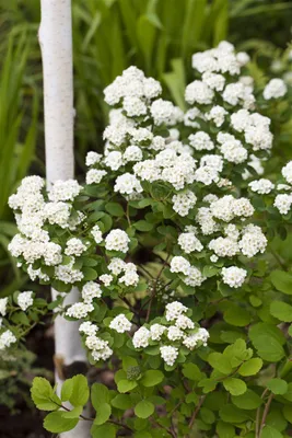 Produktbild von Spiraea vanhouttei, Prachtspiere, weiß, 80–100 cm