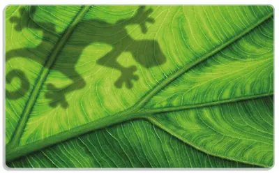 Produktbild von Wallario Frühstücksbrettchen aus Glas, je 14 x 23 cm, mit rutschfesten Füßen, Motiv Gecko Schatten auf grünem Blatt - Umriss
