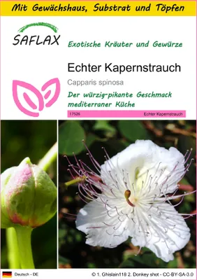 Produktbild von SAFLAX Anzucht Set - Echter Kapernstrauch - Capparis spinosa - 25 Samen - Mit Mini-Gewächshaus, Anzuchtsubstrat und 2 Töpfen