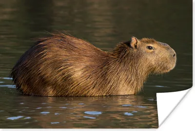 Produktbild von MuchoWow® Poster Ein Capybara steht im Wasser 60x40 cm - Schlafzimmerdekoration