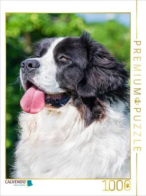 Produktbild von CALVENDO Puzzle Landseer Porträt | 1000 Teile Lege-Größe 64x48cm Foto-Puzzle für glückliche Stunden