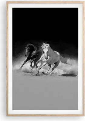 Produktbild von Gerahmtes Poster - Rahmen in heller Eiche - Andalusier Pferde Galopp - 61x91,5 cm - Wand Bild - Wanddeko - Wandbilder - Wandposter - Bilderrahmen - Bilder - Kunstdruck - Wandbild - P2NPA61x91-4240