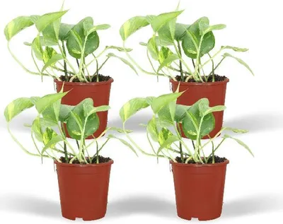 Produktbild von Efeutute Epipremnum aureum Scindapsus 4 Pflanzen Ø12cm Höhe 20cm pflegeleicht