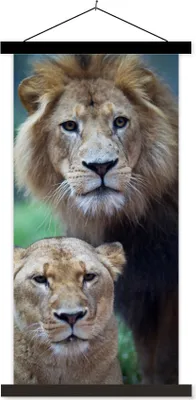 Produktbild von MuchoWow® Textilposter Porträt - Löwe 40x80 cm mit schwarzem Rahmen - Wandemalerei