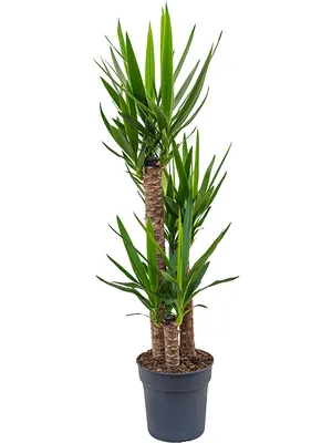 Obrázek produktu pro Gardners Yucca, průměr 24 cm