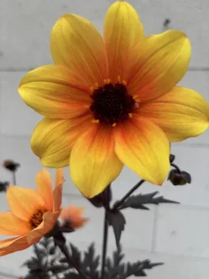 Produktbild von Dahlie Mystic Spirit - Dahlia Mystic Spirit