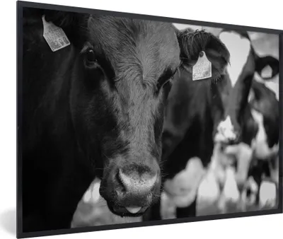 Produktbild von MuchoWow® MuchoWow® Gerahmtes Poster Kuhzunge 90x60 cm - Poster mit zchwarzem Bilderrahmen - Fotorahmen - Foto-Plakat