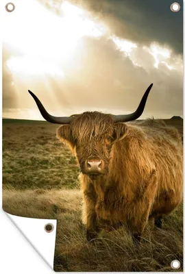 Produktbild von MuchoWow® 80x120 cm Outdoor-Poster Gartendeko Sichtschutz Garten Poster für den Garten  Schottischer Hochländer - Sonne - Gras