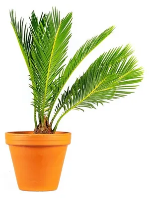Obrázek produktu pro Gardners Cycas revoluta, průměr 12 cm
