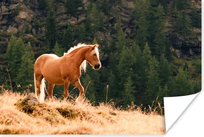 Produktbild von MuchoWow® Poster Haflinger Pferd im gelben Gras 180x120 cm - Fotoplakat