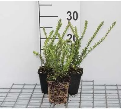 Image de 12 x Lonicera nit. 'Hohenheim. Findling' - Chèvrefeuille de haie persistant 'Hohenheim Findling' - pot 9 cm x 9 cm