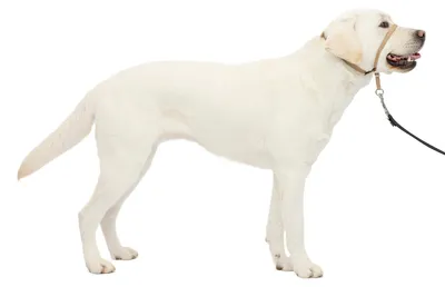 Produktbild von PetSafe Sanfter Führer Halsband mit Trainings-DVD für Hunde, Zugfreie Spaziergän