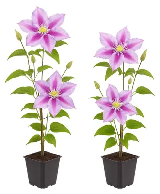 Produktbild von Exotische Kletterpflanzen – Clematis Piilu – 2er-Set – 11-cm-Topf