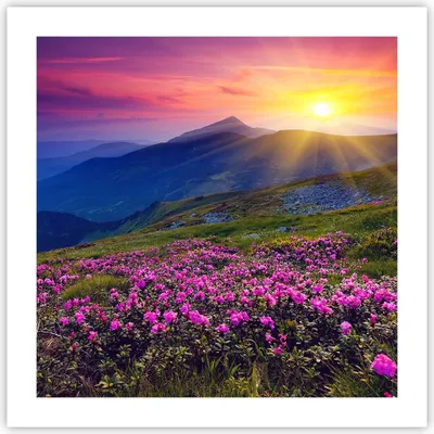 Produktbild von Poster - Poster ohne Rahmen - Wiese Berge Landschaft - 50x50 cm - Wand Bild - Wanddeko - Wandbilder - Kunstposter - Wandposter - Bilder - Kunstdruck - Wanddekoration - Wandbild - P2XAC50x50-2676