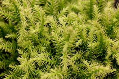 Produktbild von Cryptomeria japonica 'Vilmorin Gold', Japanische Sicheltanne, goldgelb, 15–20 cm