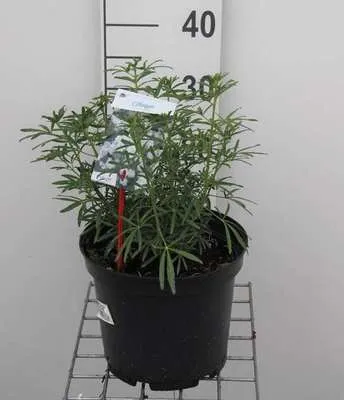 Obrázek produktu pro Choisya tern. 'White Dazzler'® - Orangenblume 30- 40 cm Kontejner