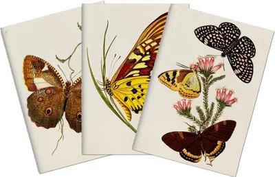 Immagine prodotto di Set di tre quaderni Butterflies