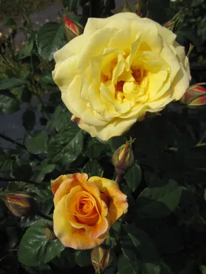 Produktbild von Rosa Postillion ® - Strauchrose Postillion ® - Kordes Rose