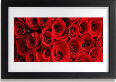 Produktbild von Bild 30x20 MDF-Rahmen Wandkunst Rosen Blumen