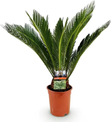 Obrázok produktu pre Cycas revoluta - cykas - 70cm - 17cm - nenárocná izbová rastlina s pierkovitými