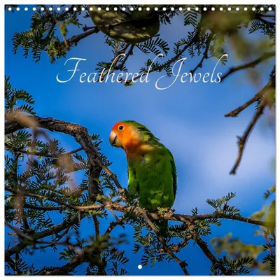 Produktbild von "Federbunte Schönheiten" (Wandkalender 2027, 12 × 12 Zoll) – CALVENDO, 12-monatiger Wandkalender