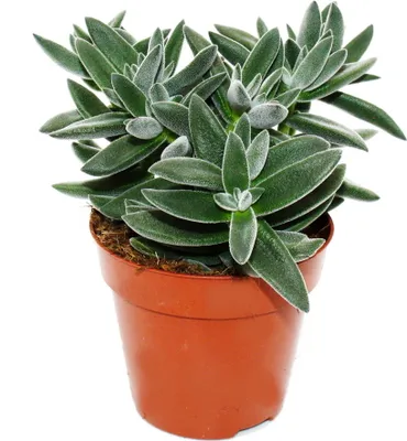 Zdjęcie produktu dla Grubosz "Tarantula" - Tarantula - latwa w pielegnacji - soczysta roslina doniczkowa - doniczka 12 cm