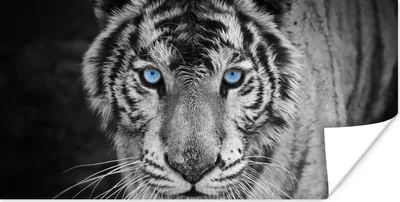 Produktbild von MuchoWow® Poster Tiere - Tiger - Schwarz und weiß - Augen - Blau 160x80 cm - Foto Poster