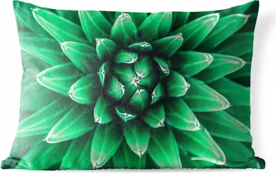 Produktbild von MuchoWow® Outdoor Kissen - Nahaufnahme Kaktusblätter - 60x40 cm - Wetterfest - Lounge Kissen - Zierkissen - Kissen für Innenräume