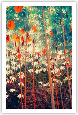 Produktbild von Poster - Poster ohne Rahmen - Pflanzen tropisch orange - 61x91,5 cm - Wand Bild - Wanddeko - Wandbilder - Kunstposter - Wandposter - Bilder - Kunstdruck - Wanddekoration - Wandbild - P2XPA61x91-4393
