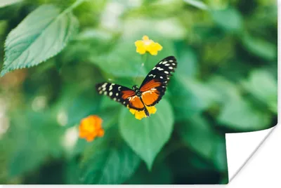 Produktbild von MuchoWow® Poster Schmetterling auf Blume 30x20 cm - Plakate - Print