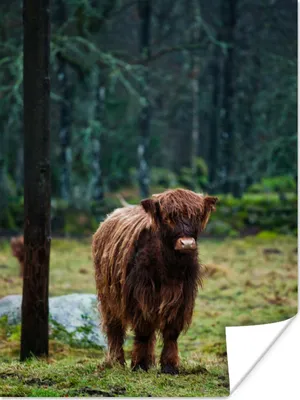 Produktbild von MuchoWow® Poster Schottischer Hochländer - Wald - Moos 60x80 cm - Schlafzimmer Dekoration