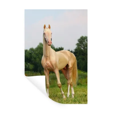Obrázok produktu pre MuchoWow® Nálepka na stenu - Kone - tráva - farby - 40x60cm - Samolepiaca a polohovateľná