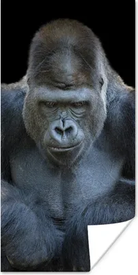 Produktbild von MuchoWow® Poster Ein Gorilla schaut eindrucksvoll in die Kamera 20x40 cm - Plakat - Foto