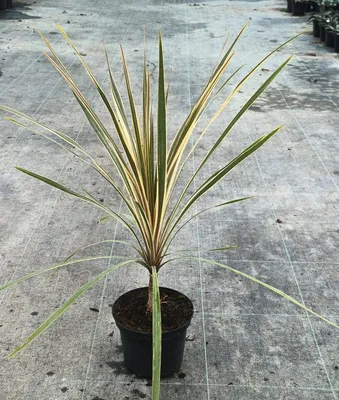 Image de Cordyline australis 'Torbay Dazzler' / Cordyline australe 'Torbay Dazzler'