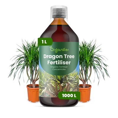 Produktbild von Drachenbaum Flüssigdünger 1L – 2-1-8 NPK – Flüssigdünger Für Grünpflanzen – Für Blätter & Kräftiges Wachstum – Organifer