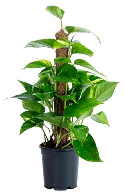 Produktbild von Efeutute am Moosstab - pflegeleichte Zimmerpflanze, Epipremnum aureum - Höhe ca. 50 cm, Topf-Ø 15 cm