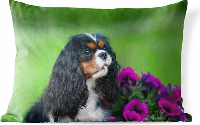 Produktbild von MuchoWow® Outdoor Kissen - Cavalier King Charles Spaniel mit lila Blumen - 50x30 cm - Wetterfest - Lounge Kissen - Sofa kissen - Wohnzimmer Dekoration