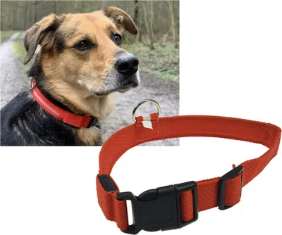 Produktbild von ChiliTec 22658 Hunde-Halsband leuchtend mit LED 52-60cm, Größe XL, rot