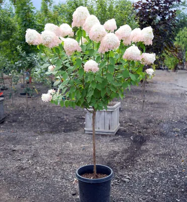 Produktbild von Rispenhortensie ´LIVING ROYAL FLOWER®´ auf Stamm 70 cm, Cont. 5 l