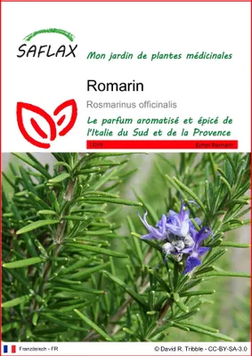 Image de SAFLAX  - Romarin - 100 graines - Rosmarinus