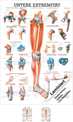 Produktbild von Untere Extremität Mini-Poster Anatomie 34x24 cm medizinische Lehrmittel