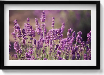 Produktbild von Lavendelblumenwiese– Wandbild mit Rahmen – Gerahmtes Bild  – Wanddekoration – 60x40 cm –  Schwarz Rahmen