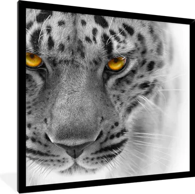 Produktbild von MuchoWow® Gerahmtes Poster Leopard - Augen - Schwarz - Weiß 40x40 cm - Poster mit Schwarzem Bilderrahmen Wandposter Rahmen Foto Bilder - Mit Rahmen - Wanddekoration Schlafzimmer