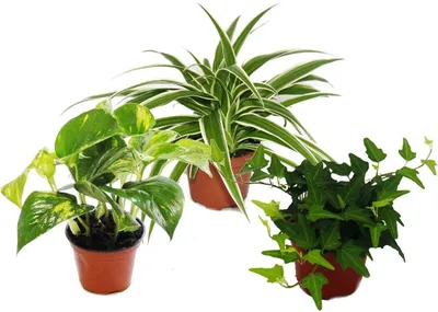 Produktbild von Rankpflanzen Set fürs Zimmer mit 3 Pflanzen - 9cm